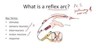 The Reflex Arc