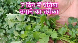 7 दिन में धनिया उगाने का सबसे आसान तरीका। How To Grow Coriander At Home | Dhaniya Kaise Ugaye Hindi