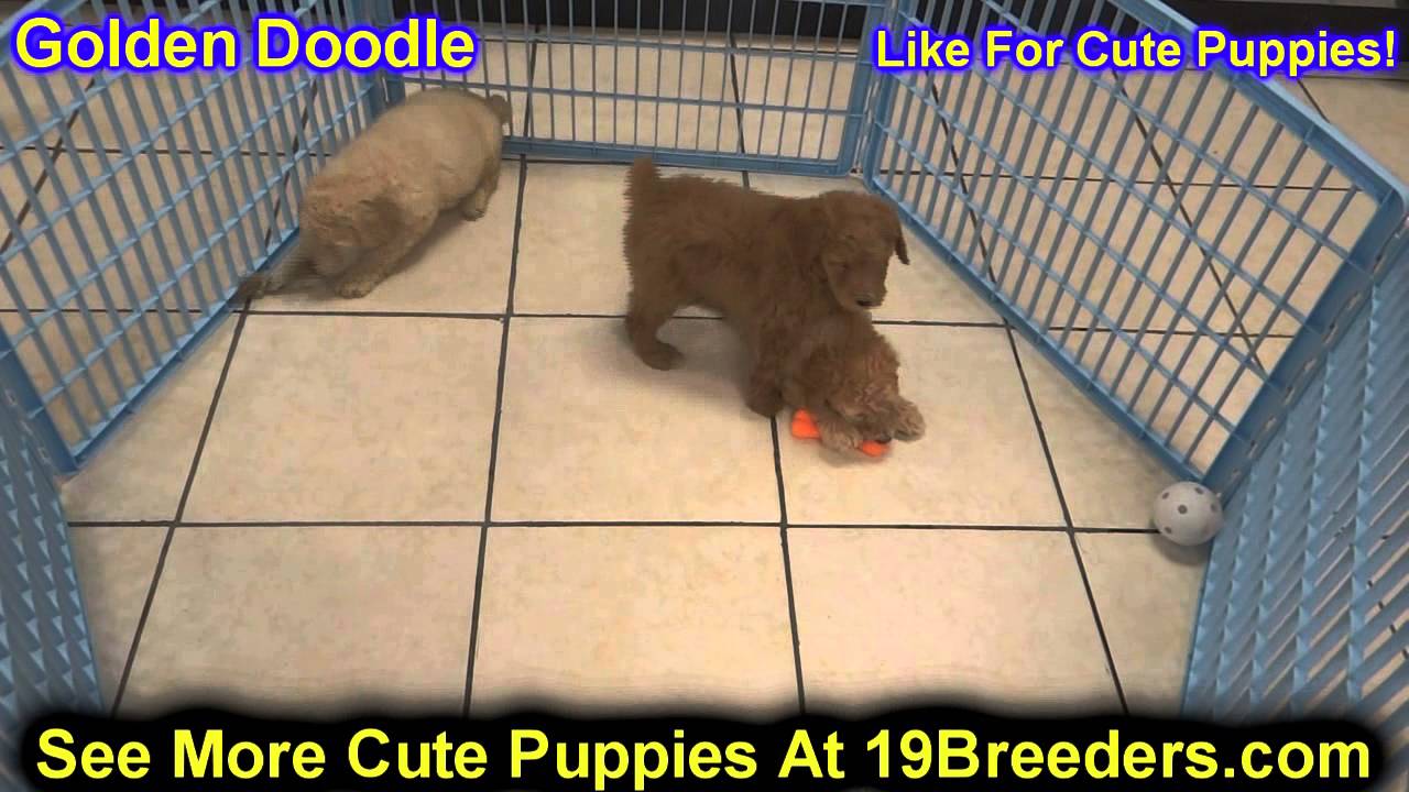 Golden Doodle, Puppies , For, Sale, in Staten Island, New ...