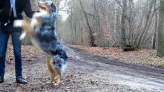Amazing dog Tricks by petitemarion60 7,287 views 14 years ago 3 minutes, 37 seconds
