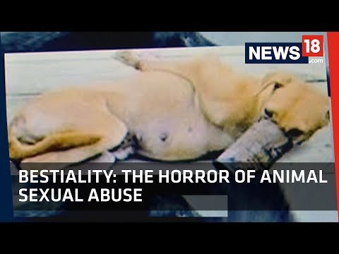 Bestiality | The Horror of Animal Sexual Abuse