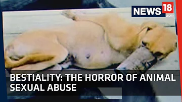 Bestiality | The Horror of Animal Sexual Abuse