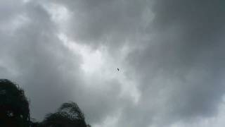 bird flying against wind 2