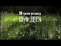 Лесная атмосфера.Чарующие звуки природы и магия природы. 10 часов здорового сна.