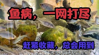 观赏鱼鱼病治疗和预防1白点病、打粉病、水霉病、肠炎