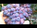 Сорт винограда "Подарок Ирине"и "Кармакод"