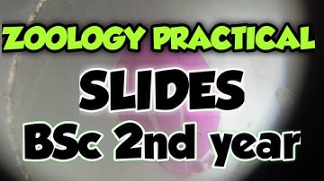 SLIDES & DIAGRAM | ZOOLOGY PRACTICAL | BSc 2nd year