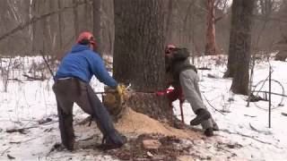 Horse Logging with the Schmidts