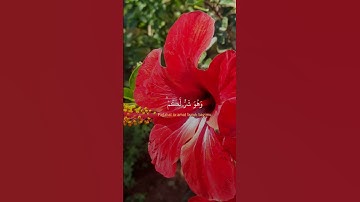 ( وعسى أن تكرهوا شيئا وهو خير لكم) # قران كريم# راحة نفسية✨️💖