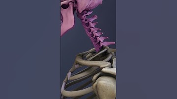 Functions of the C7-T1 Spinal Motion Segment