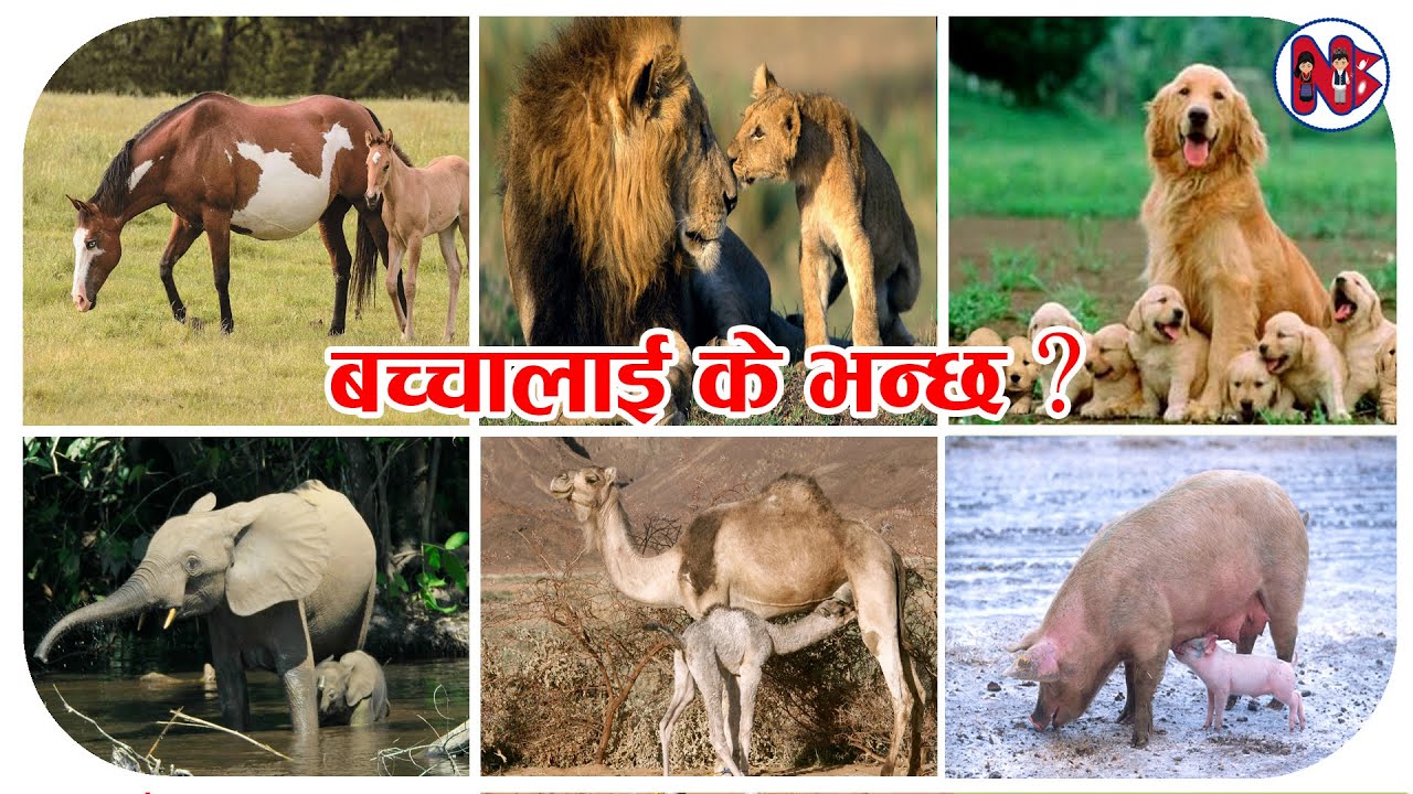 Bachchalai Ke Bhanchha ? Animals Baby Name - YouTube