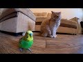 Волнистый попугай Кеша и кот Марсик. Смешные животные.