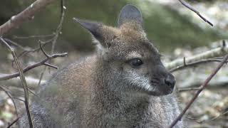 Red-necked Wallaby by Steve Evans 946 views 1 year ago 2 minutes, 6 seconds