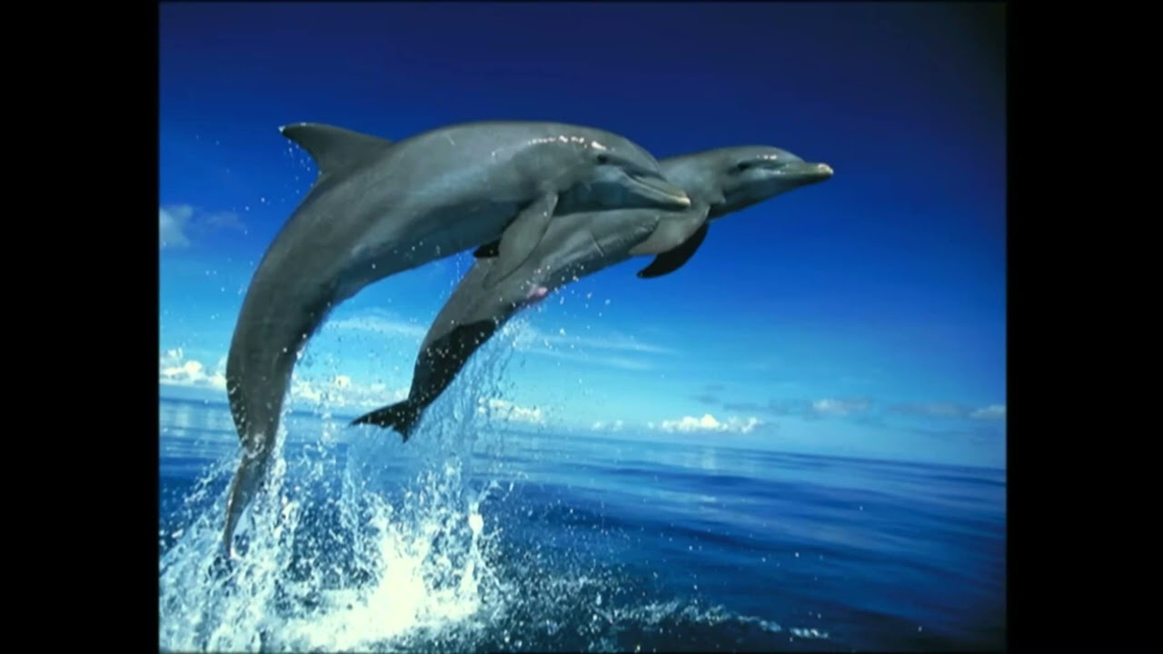 Baby Dolittle World Animals Flashcards With Tinos Bold Font