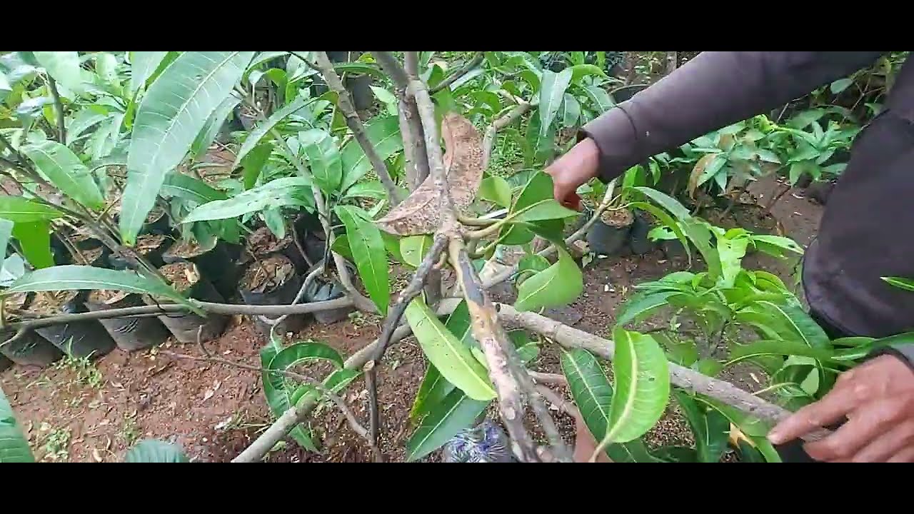 CARA AWAL MENANGANI TANAMAN MANGGA TURUN CANGKOK SUSU AGAR CEPAT HIDUP