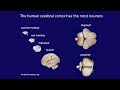 Cellular and Molecular Features of Human Brain Expansion and Evolution