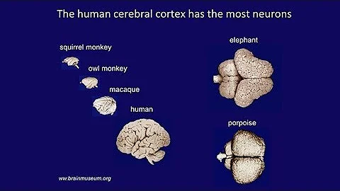 Cellular and Molecular Features of Human Brain Expansion and Evolution
