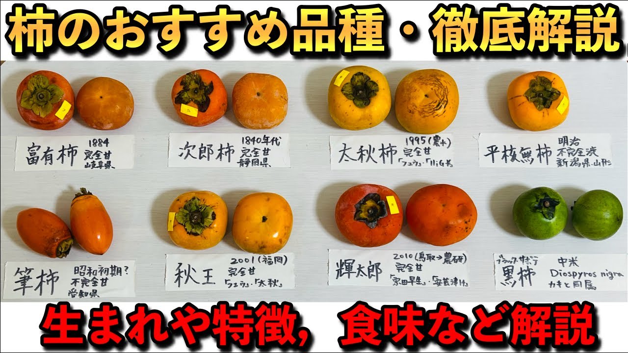 【買う前にみて！】柿のおすすめの品種の徹底解説！生まれや特徴，食味のレビューなど色々と