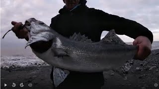 HUGE BASS at blue anchor