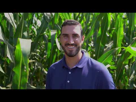 Milho: produtor de Sorriso (MT) colhe mais de 210 sacas por hectare | Canal Rural