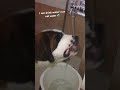 #dawgos#stbernardpuppy #nawaab #dogshorts #doglife #water