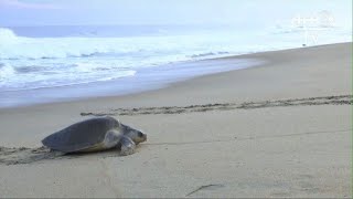 Former endangered sea turtles arrive on Mexico beach to lay eggs
