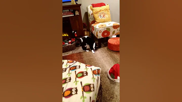 morning play time with Harlee