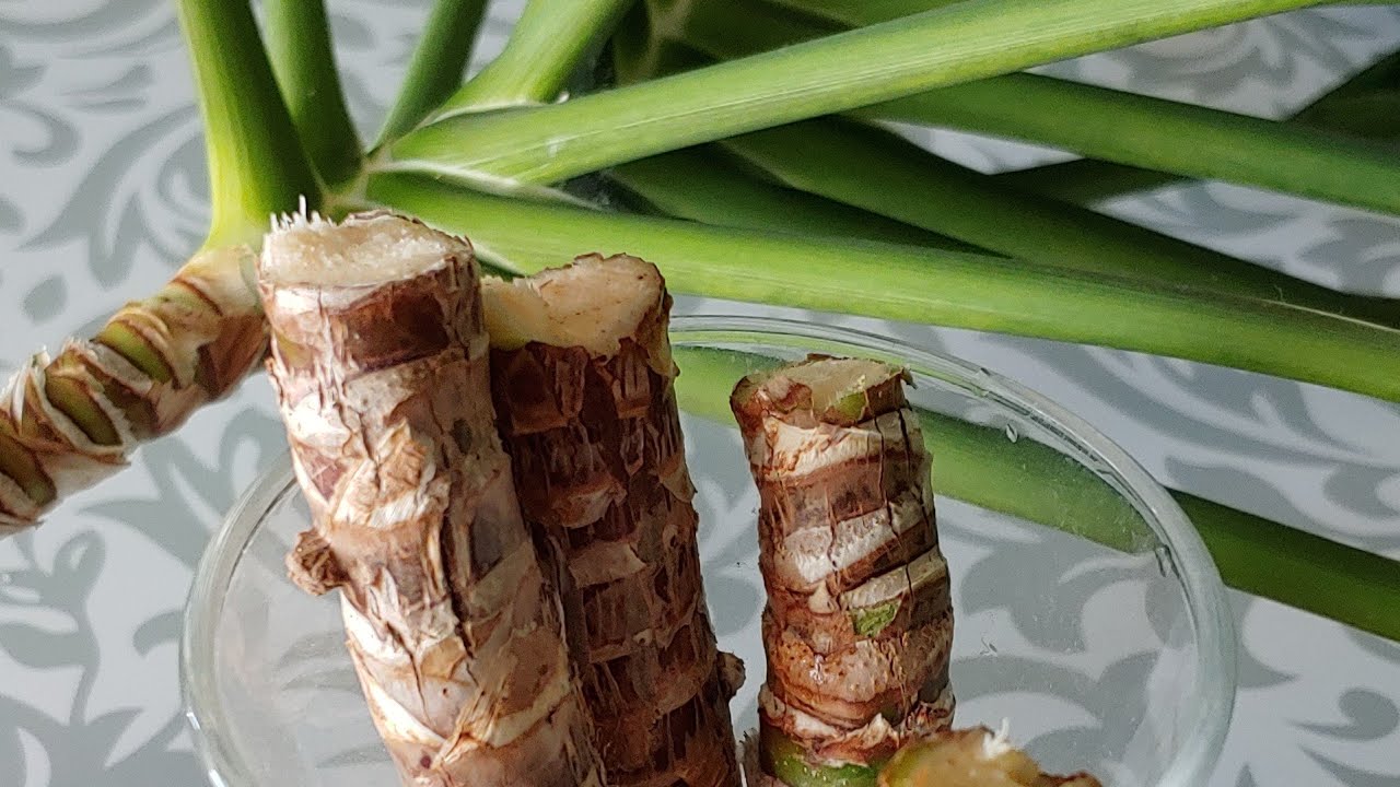 How to Propagate Hawaiian Green Ti Plant YouTube