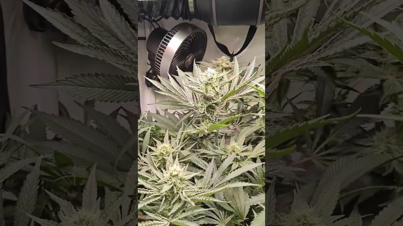 Serious Seeds - 3x Seriotica ( Flower ) 