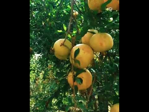 الرمان الصعدي اليمن صعدة رمان عنب اكسبلور امطار ترند تصويري
