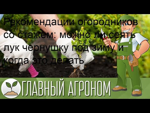 Рекомендации огородников со стажем: можно ли сеять лук чернушку под зиму и когда это делать