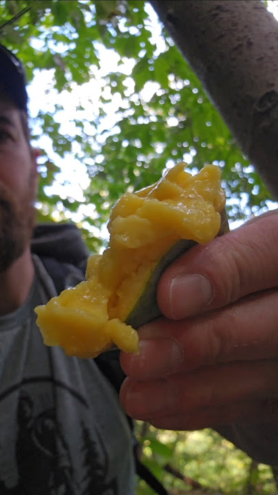 Foraging the American Paw Paw
