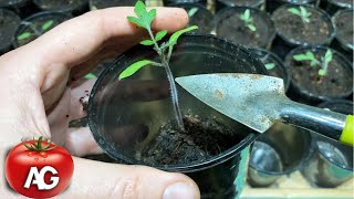 Seedlings of leggy tomatoes can be fix in a moment! Just do it