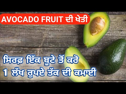 #NewVideo | #Avocado Fruit ਦੀ ਖੇਤੀ ਸਿਰਫ਼ ਇੱਕ ਬੂਟੇ ਤੋਂ ਕਰੋ 1 ਲੱਖ ਰੁਪਏ ਤੱਕ ਦੀ ਕਮਾਈ,