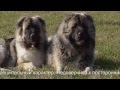 Лучшие бойцовые собаки - Кавказская овчарка