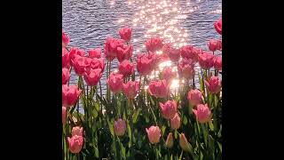 Download Lagu dance with my mother (cover) MP3