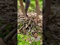 How to use the rope to bring firewood back shorts bushcraft camping