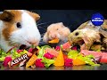 Hamster guinea pig tortoise  asmr eating food mukbang