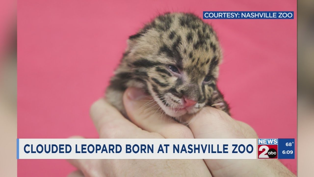 Nashville Zoo celebrates birth of clouded leopard cub, acquires sibling pair