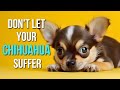 10 surprising things you should never do to your chihuahua