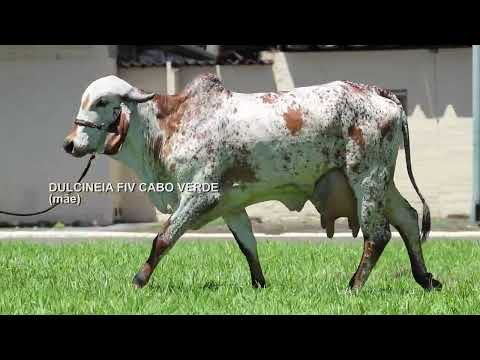 LOTE 11   JCVL 5716 – PANTANAL FIV CABO VERDE
