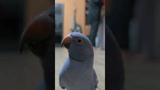 Who needs a T-Rex when you have a Jinx? The feathered dinosaur we deserve.