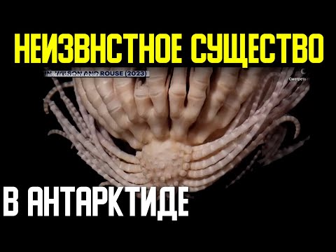 Видео: Антарктид хэнд хамаарах вэ?