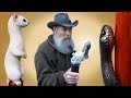 Carving a Red Bellied Black Snake and Ermine Walking Stick