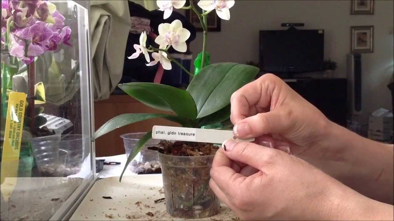 Repotting Visual Phalaenopsis repot - visual demonstration - YouTube
