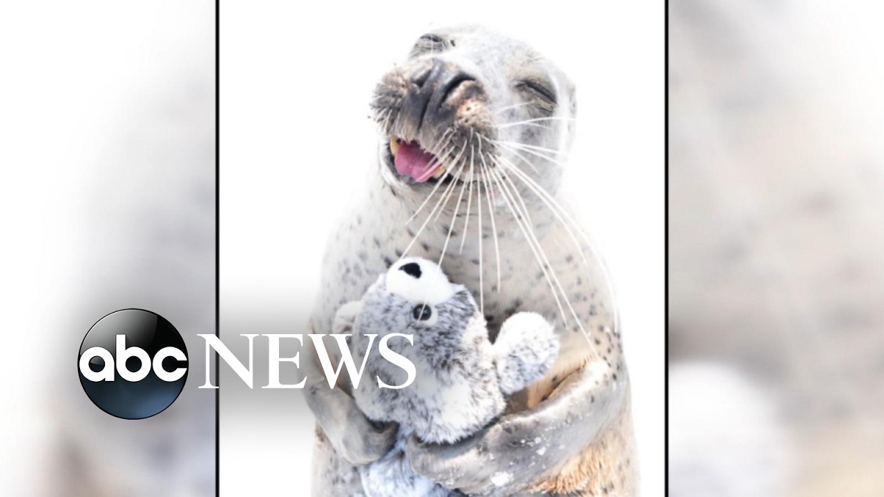 Seal falls in love with stuffed animal seal - YouTube