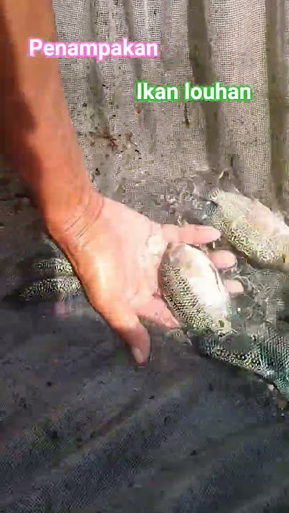 #ikan #kolamikan #louhan_fish #louhancencu