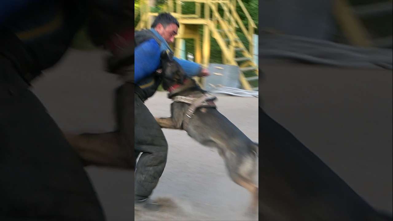 🔥Double attack of German shepherd. 