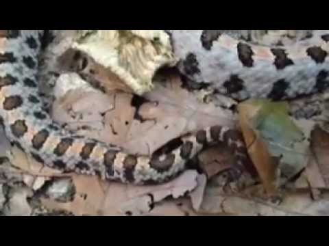 snake oil Western Pygmy rattlesnake