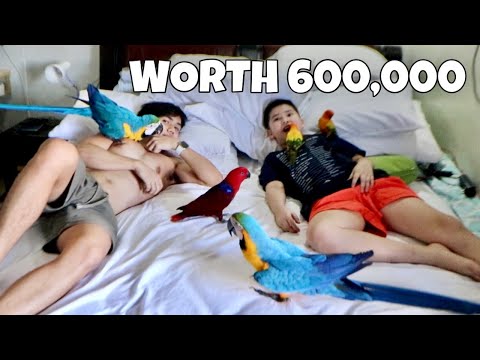 Video: Lahat Tungkol Sa Mga Parrot: Kung Paano Magpakain